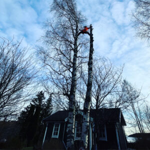 Arboristtjänster Sektionsfällning Träd & Ved Entreprenörerna