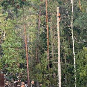 Arboristtjänster Trädfällning Sektionsfällning Träd & Ved Entreprenörerna