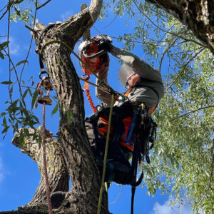 Hamling Beskärning Arboristtjänster Träd & Ved Entreprenörerna