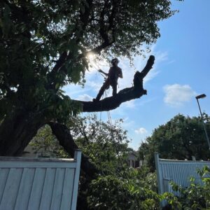 Arboristtjänster Trädfällning Beskärning Träd & Ved Entreprenörerna