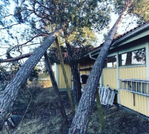 Trädjour Träd & Ved Entreprenörerna