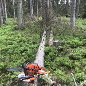 Arboristtjänster Trädfällning Avverkning Träd & Ved Entreprenörerna