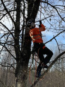 Arboristtjänster Trädfällning Beskärning Träd & Ved Entreprenörerna