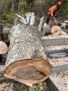 Arboristtjänster Trädfällning Avancerad Trädfällning Träd & Ved Entreprenörerna