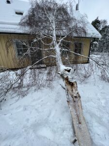 Arboristtjänster Trädfällning Trädjour Träd & Ved Entreprenörerna