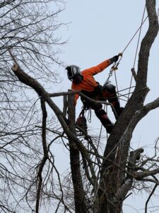 Arboristtjänster Trädfällning