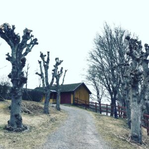 Hamling Beskärning Tädvård Träd & Ved Entreprenörerna