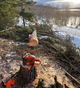 Arboristtjänster Trädfällning Sektionsfällning Avverkning Träd & Ved Entreprenörerna